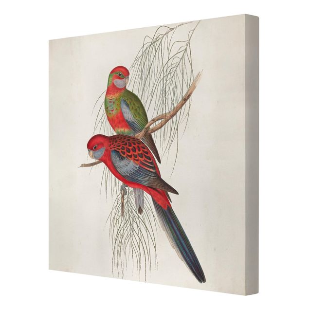 Cuadros decorativos Tropical Parrot III