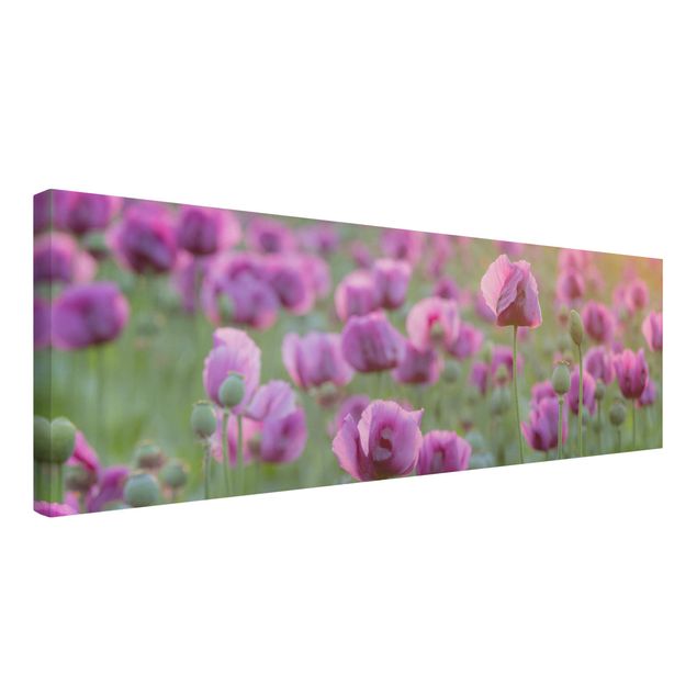 Cuadros en lienzo de flores Purple Poppy Flower Meadow In Spring