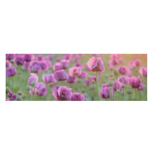 Cuadros plantas Purple Poppy Flower Meadow In Spring