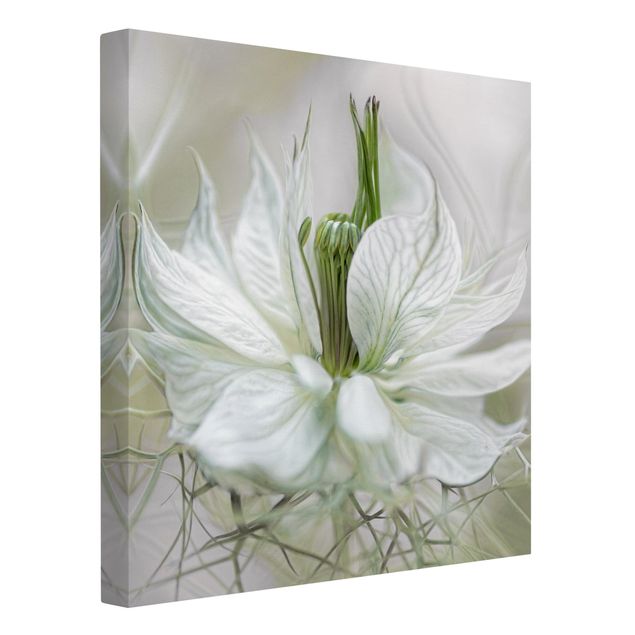 Cuadros de flores White Nigella