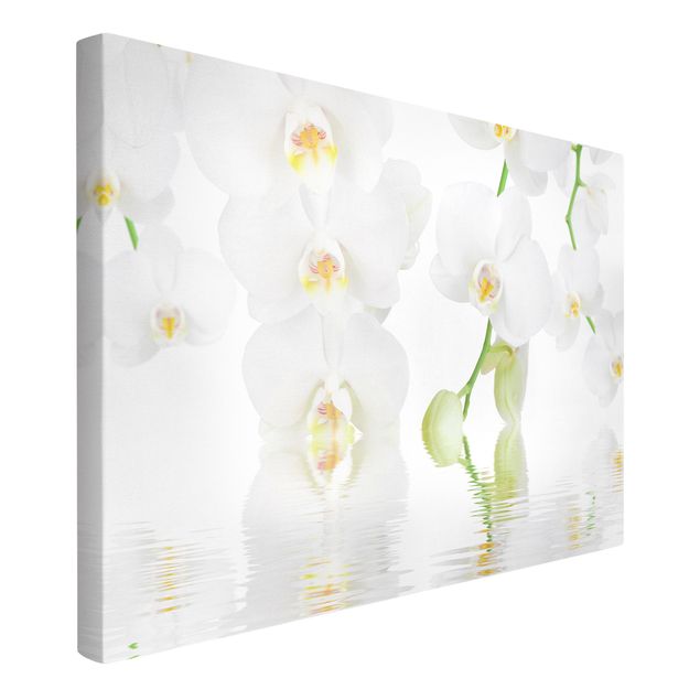 Lienzos flores Spa Orchid - White Orchid