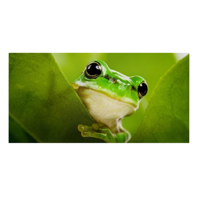 Cuadros animales Frog