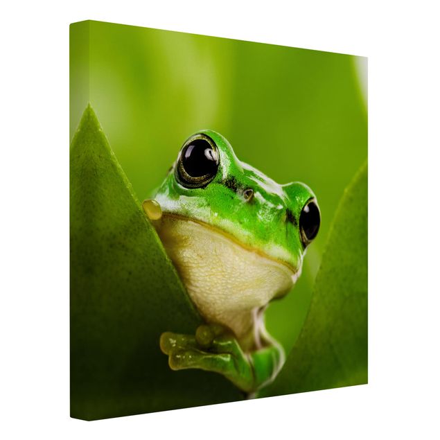 Cuadros decorativos modernos Frog