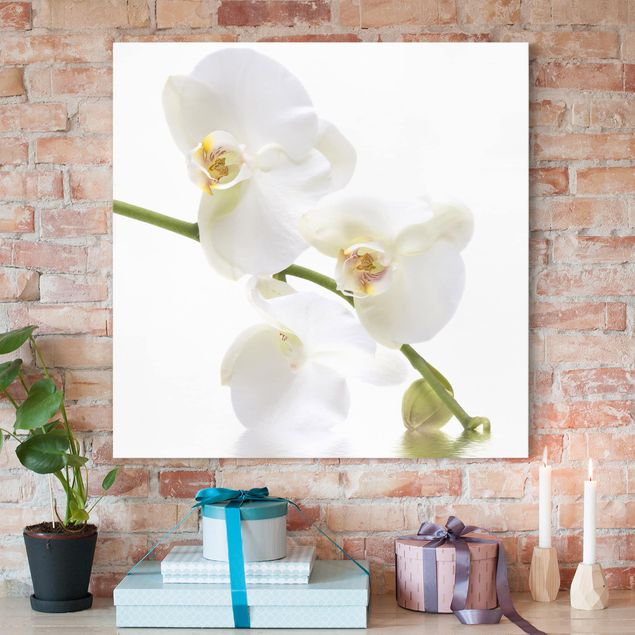 Cuadros de orquideas blancas White Orchid Waters