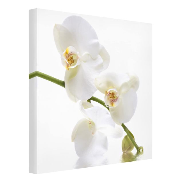 Cuadros en lienzo de flores White Orchid Waters