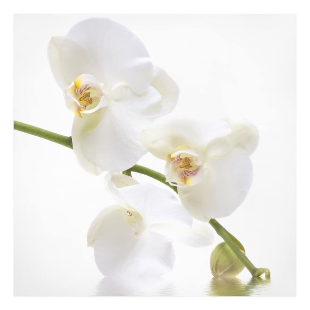 Cuadros de plantas naturales White Orchid Waters