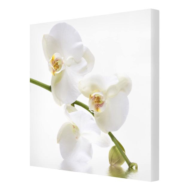 Cuadros de flores modernos White Orchid Waters