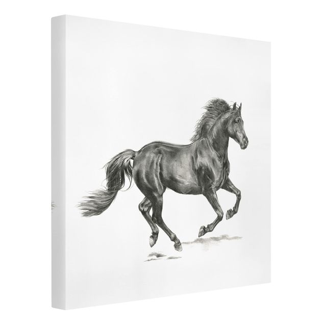 Lienzos en blanco y negro Wild Horse Trial - Stallion