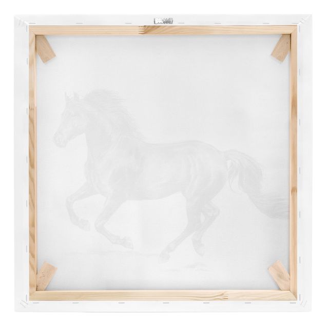 Cuadros en blanco y negro Wild Horse Trial - Stallion