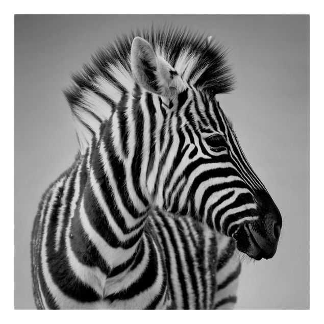 Lienzos de animales Zebra Baby Portrait II