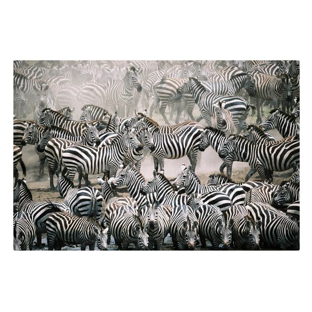 Lienzos animales Zebra Herd