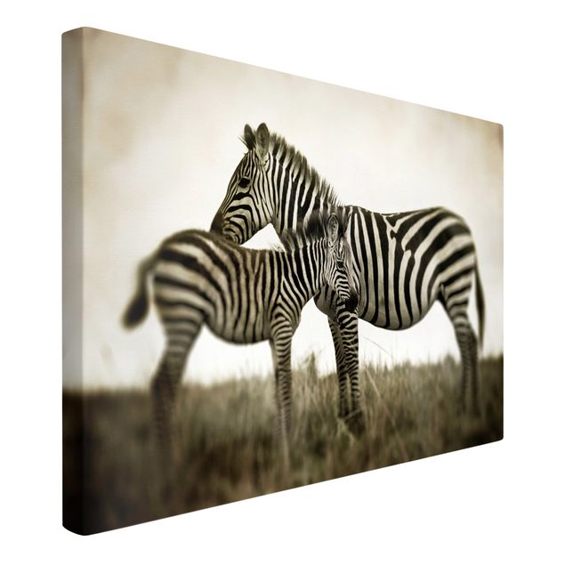 Lienzos blanco y negro Zebra Couple