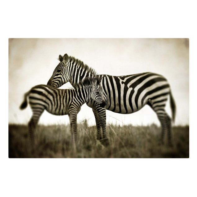 Lienzos animales Zebra Couple