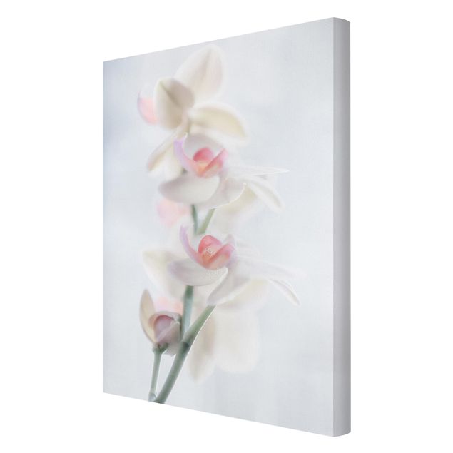 Cuadros de flores Delicate Orchid
