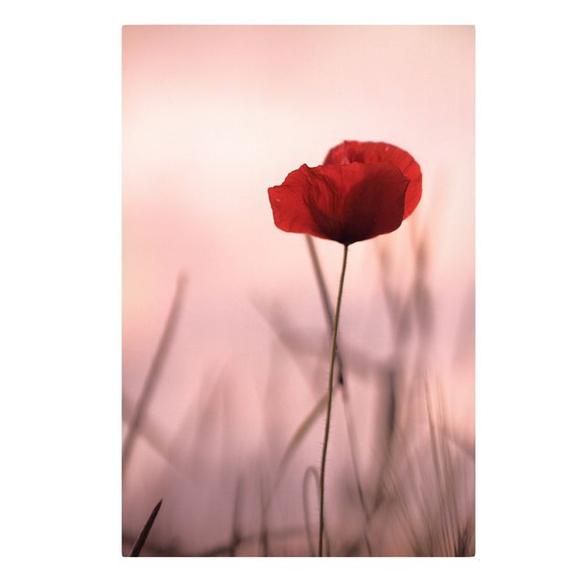 Lienzos flores Poppy Flower In Twilight