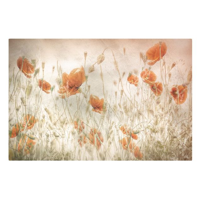 Lienzos flores Poppy Flowers And Grasses In A Field