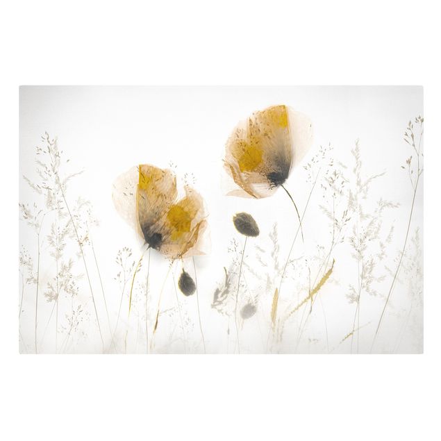 Cuadros en lienzo de flores Poppy Flowers And Delicate Grasses In Soft Fog
