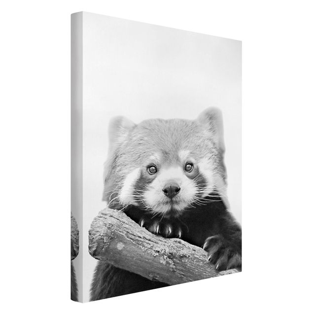 Lienzos animales Red Panda In Black And White