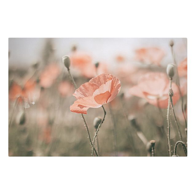 Cuadros de plantas naturales Sun-Kissed Poppy Fields