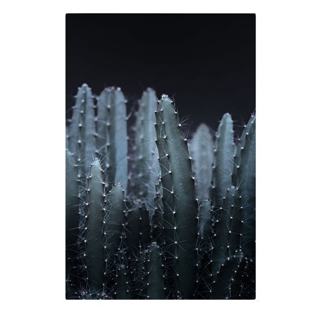 Cuadros modernos Desert Cactus At Night