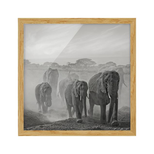 Pósters enmarcados en blanco y negro Herd Of Elephants