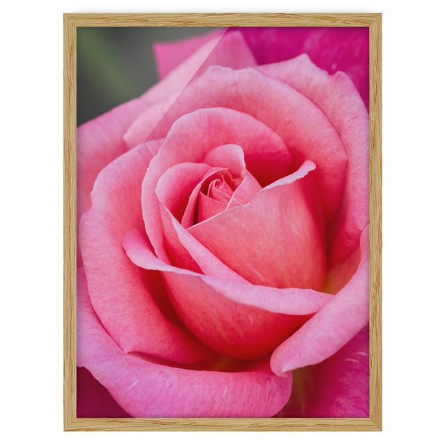 Cuadros flores Pink Rose Flowers Green Backdrop