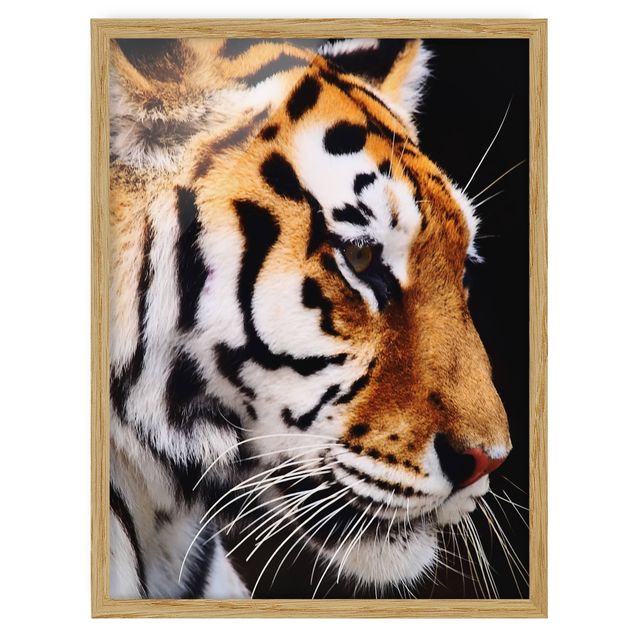 Cuadros modernos y elegantes Tiger Beauty