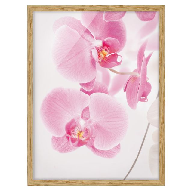 Pósters enmarcados flores Delicate Orchids