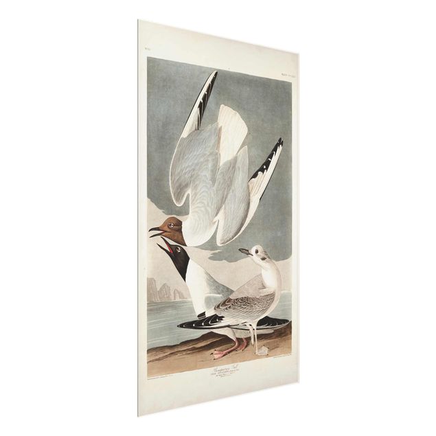 Cuadros marinos Vintage Board Bonaparte Gull