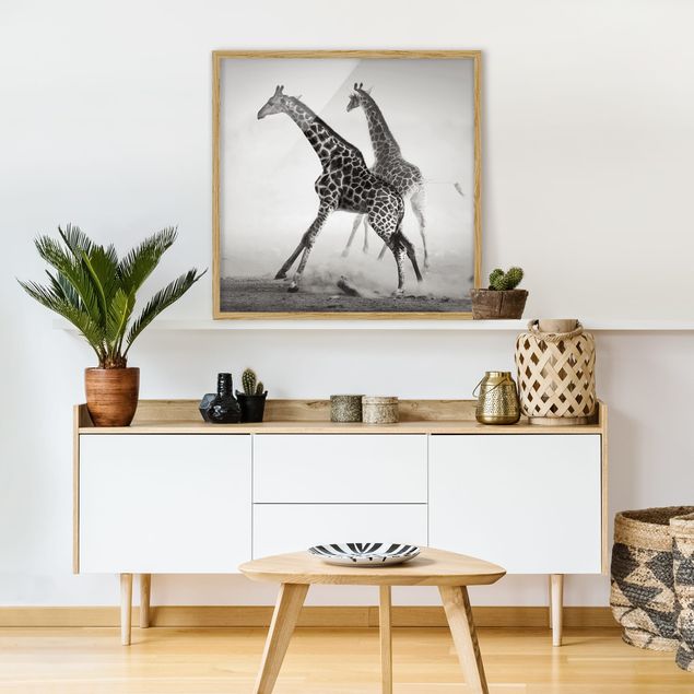 Pósters enmarcados en blanco y negro Giraffe Hunt
