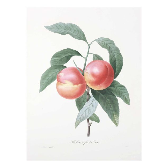 Cuadros rojos Botany Vintage Illustration Peach