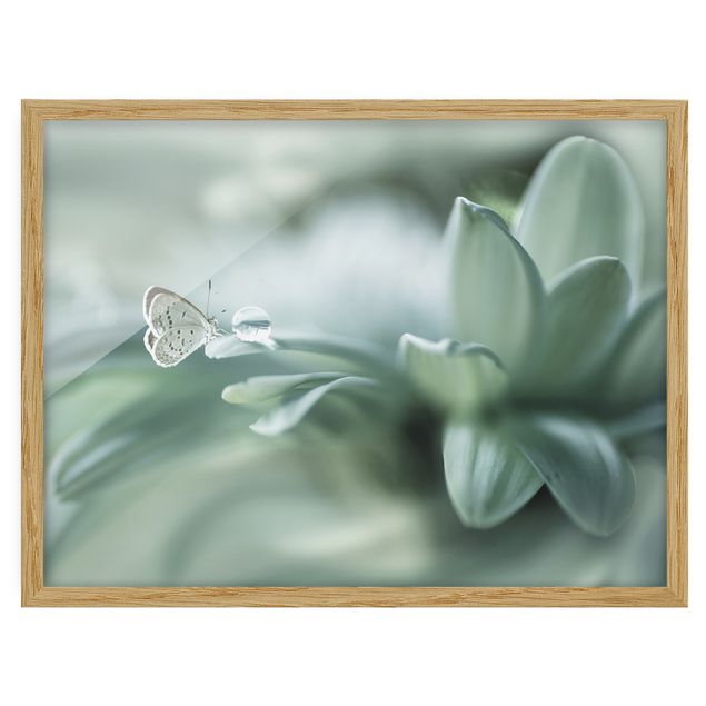 Cuadros plantas Butterfly And Dew Drops In Pastel Green