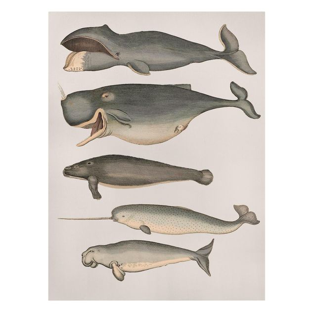 Lienzos animales Five Vintage Whales