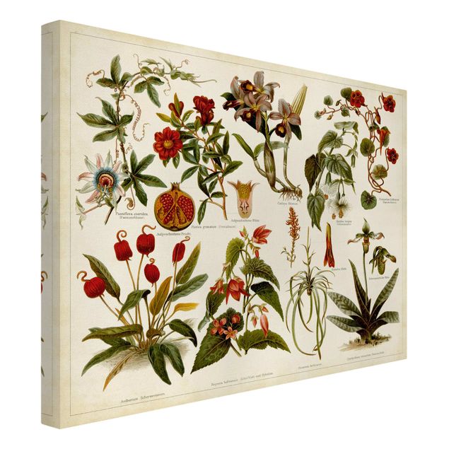 Lienzos de flores Vintage Board Tropical Botany II