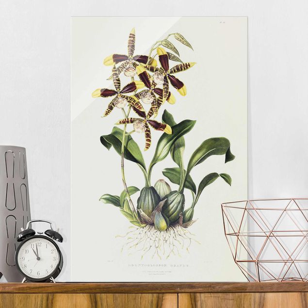Cuadros de cristal orquídeas Maxim Gauci - Orchid II