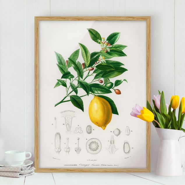 Decoración de cocinas Botany Vintage Illustration Of Lemon
