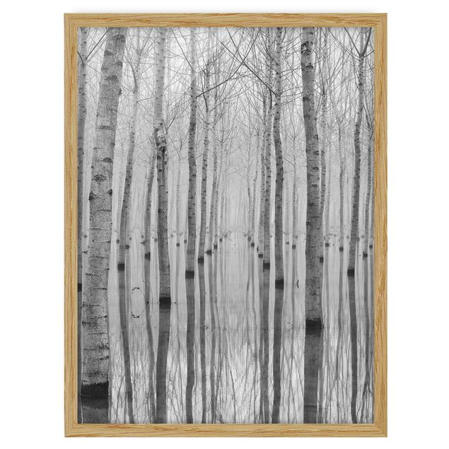 Pósters enmarcados en blanco y negro Birches In November