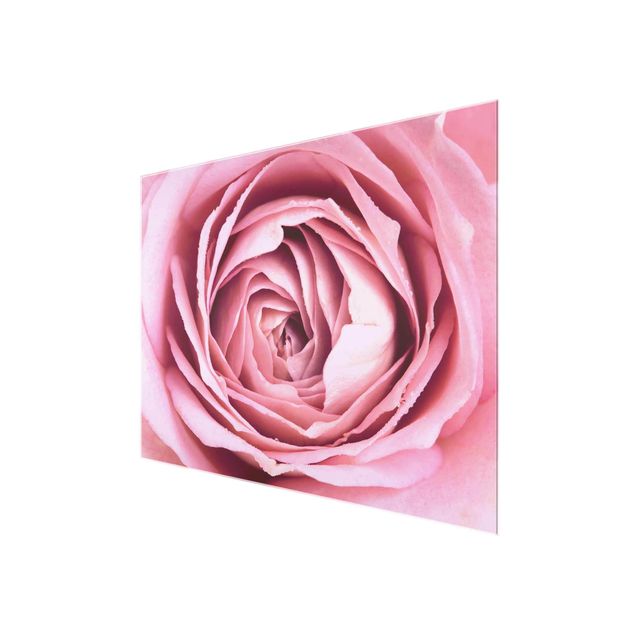 Cuadros flores Pink Rose Blossom