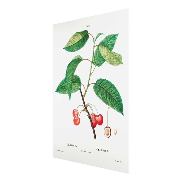 Cuadros Botany Vintage Illustration Red Cherries