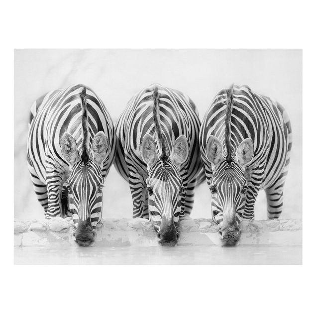 Lienzos de animales Zebra Trio In Black And White
