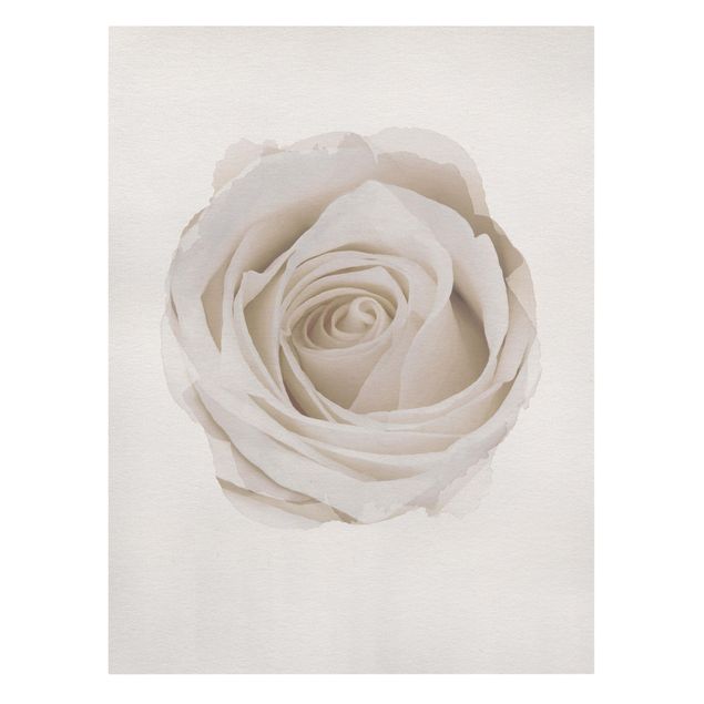 Cuadros de flores modernos WaterColours - Pretty White Rose