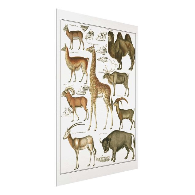 Cuadros de cristal paisajes Vintage Board Giraffe, Camel And IIama