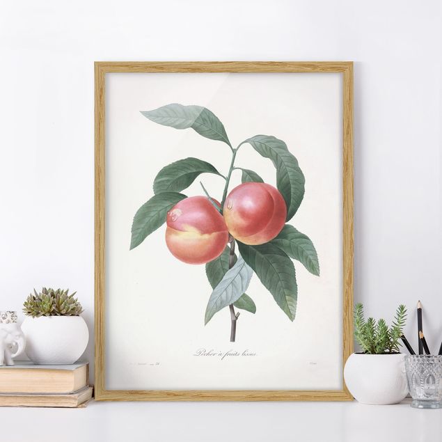 Decoración en la cocina Botany Vintage Illustration Peach