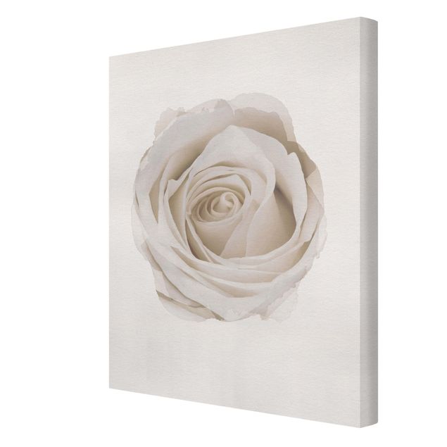 Cuadros modernos WaterColours - Pretty White Rose