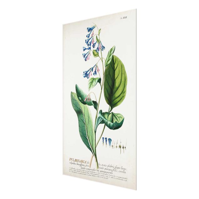 Cuadros decorativos Vintage Botanical Illustration Lungwort