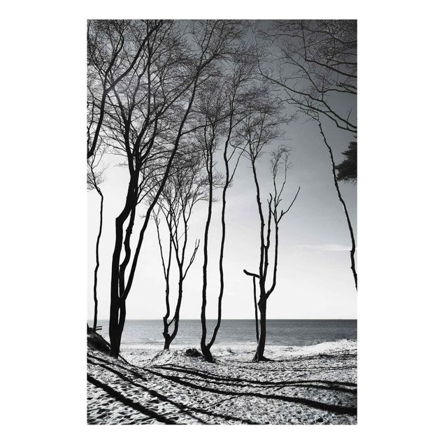 Cuadros con mar Trees At the Baltic Sea