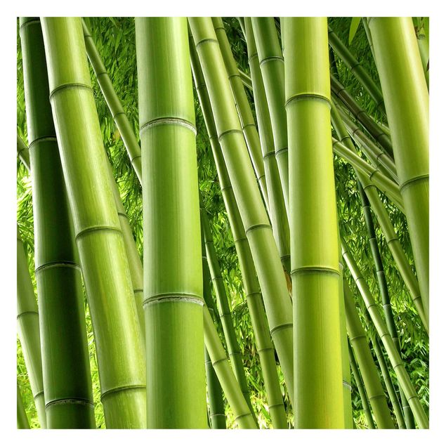 Papeles pintados Bamboo Trees