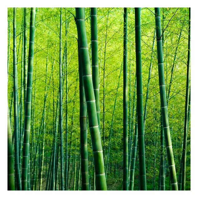 Papel pintado Bamboo Forest