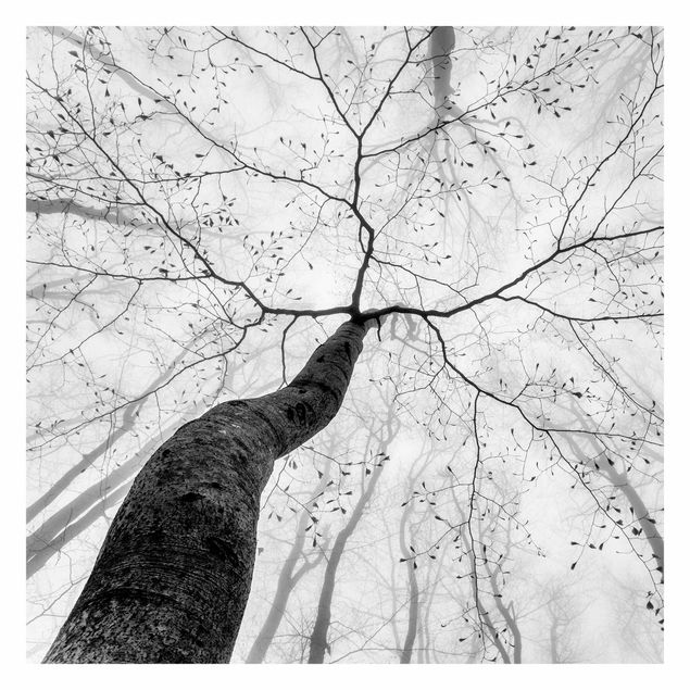 Fotomural - Treetops In The Sky