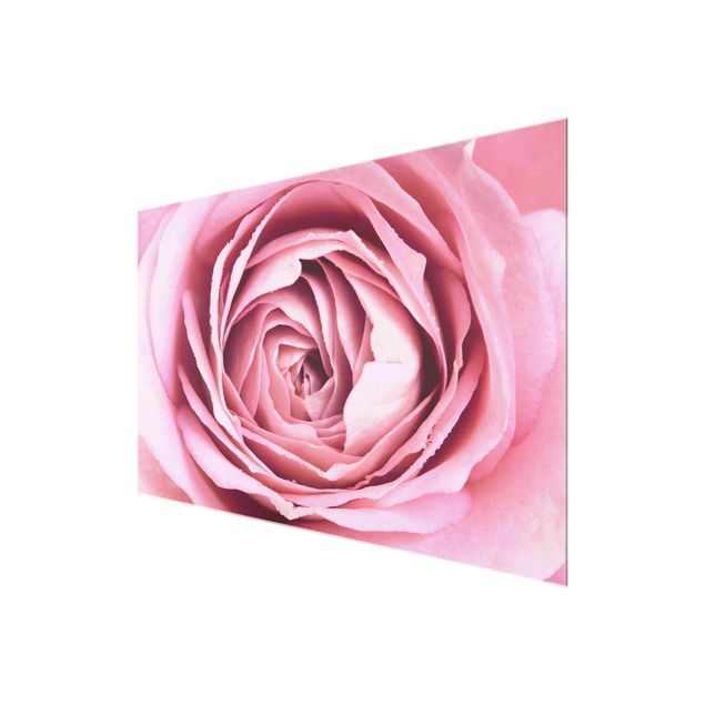 Cuadros de flores Pink Rose Blossom
